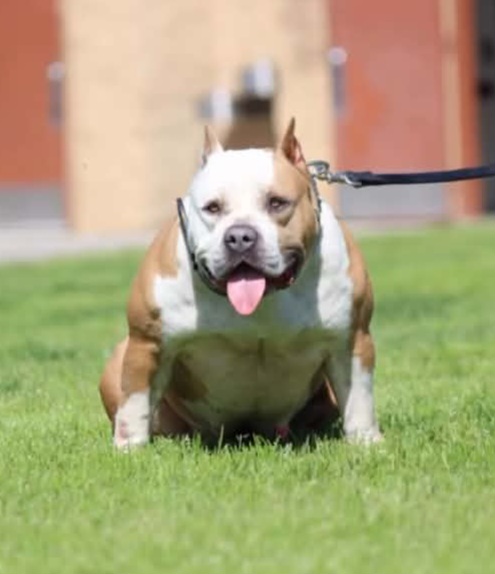 Dog Featured Image