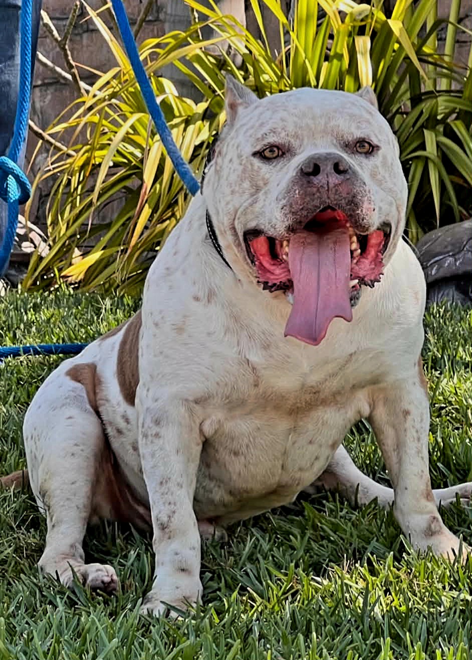 Dog Featured Image