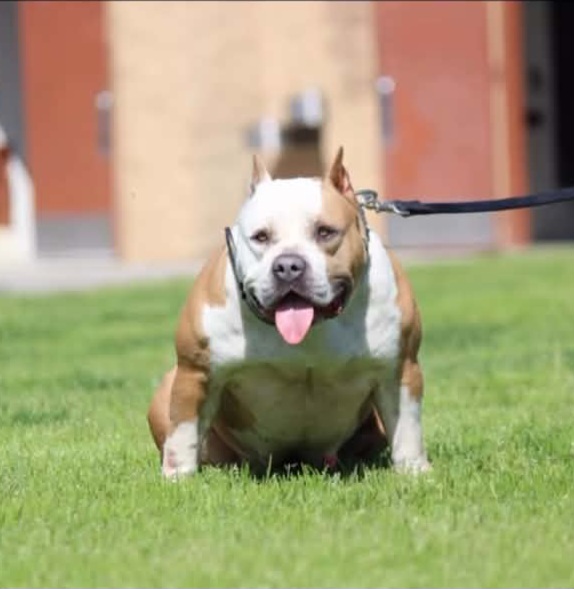 Dog Featured Image