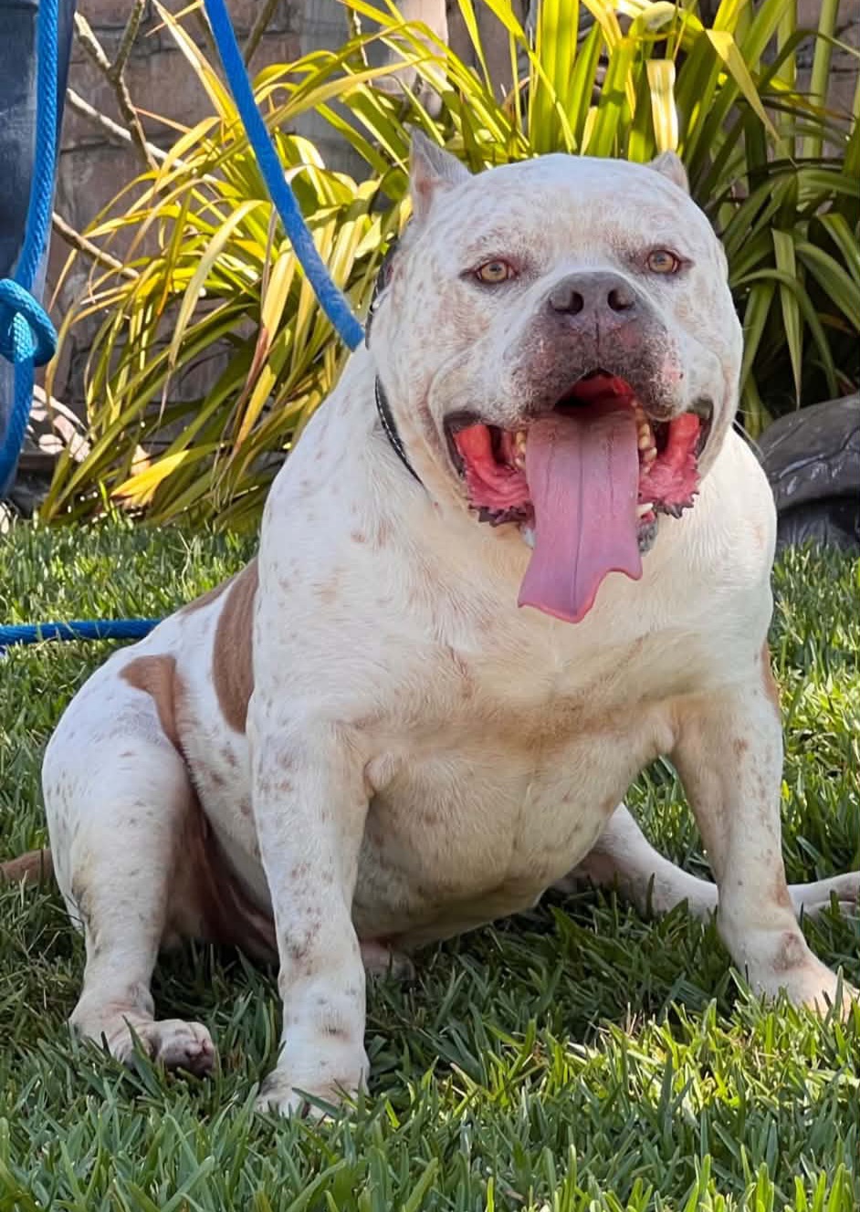 Dog Featured Image