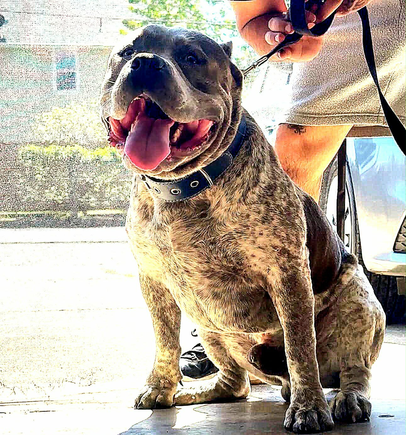 Dog Featured Image