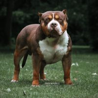 Dog Featured Image