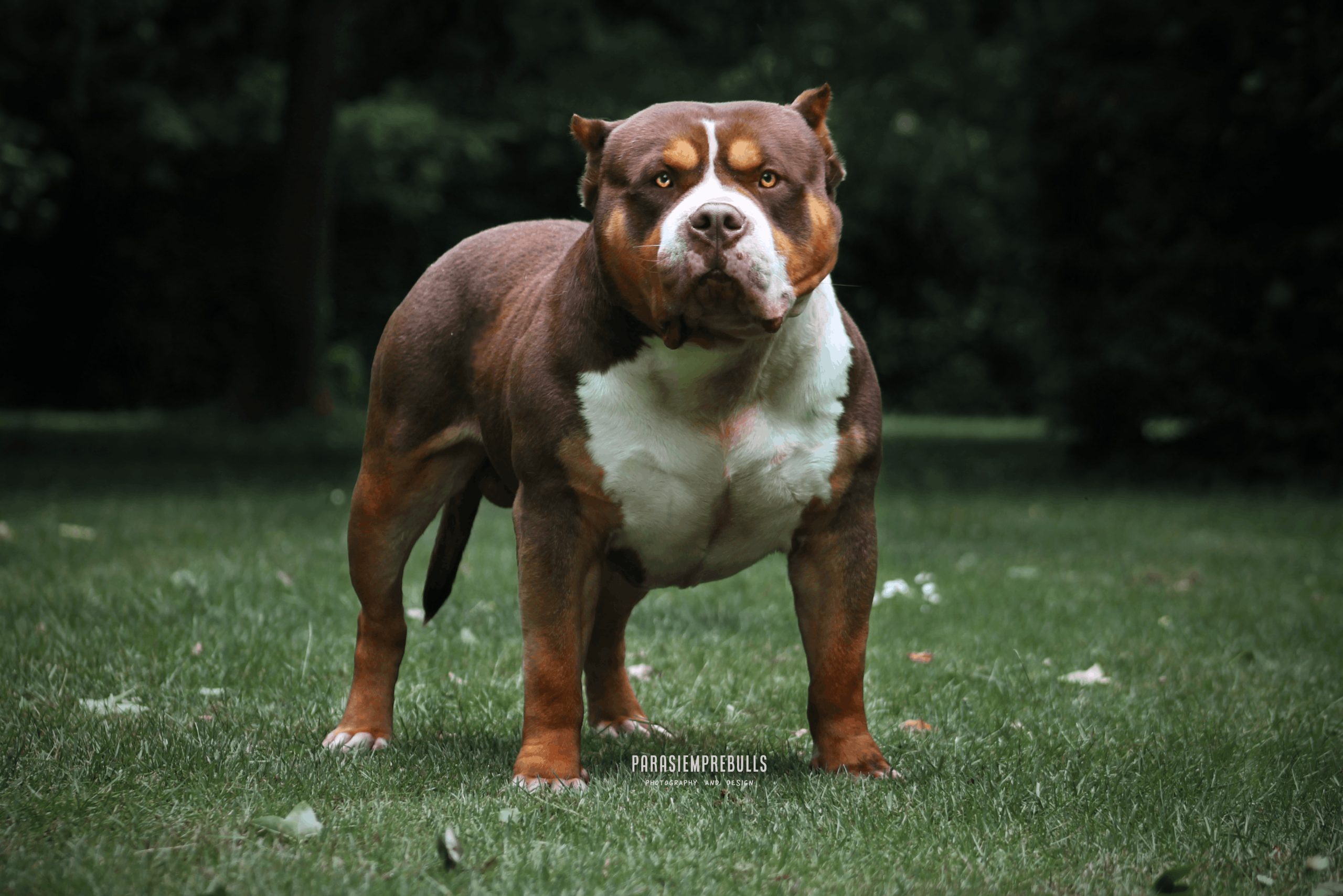 Dog Featured Image