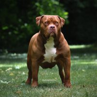 Dog Featured Image
