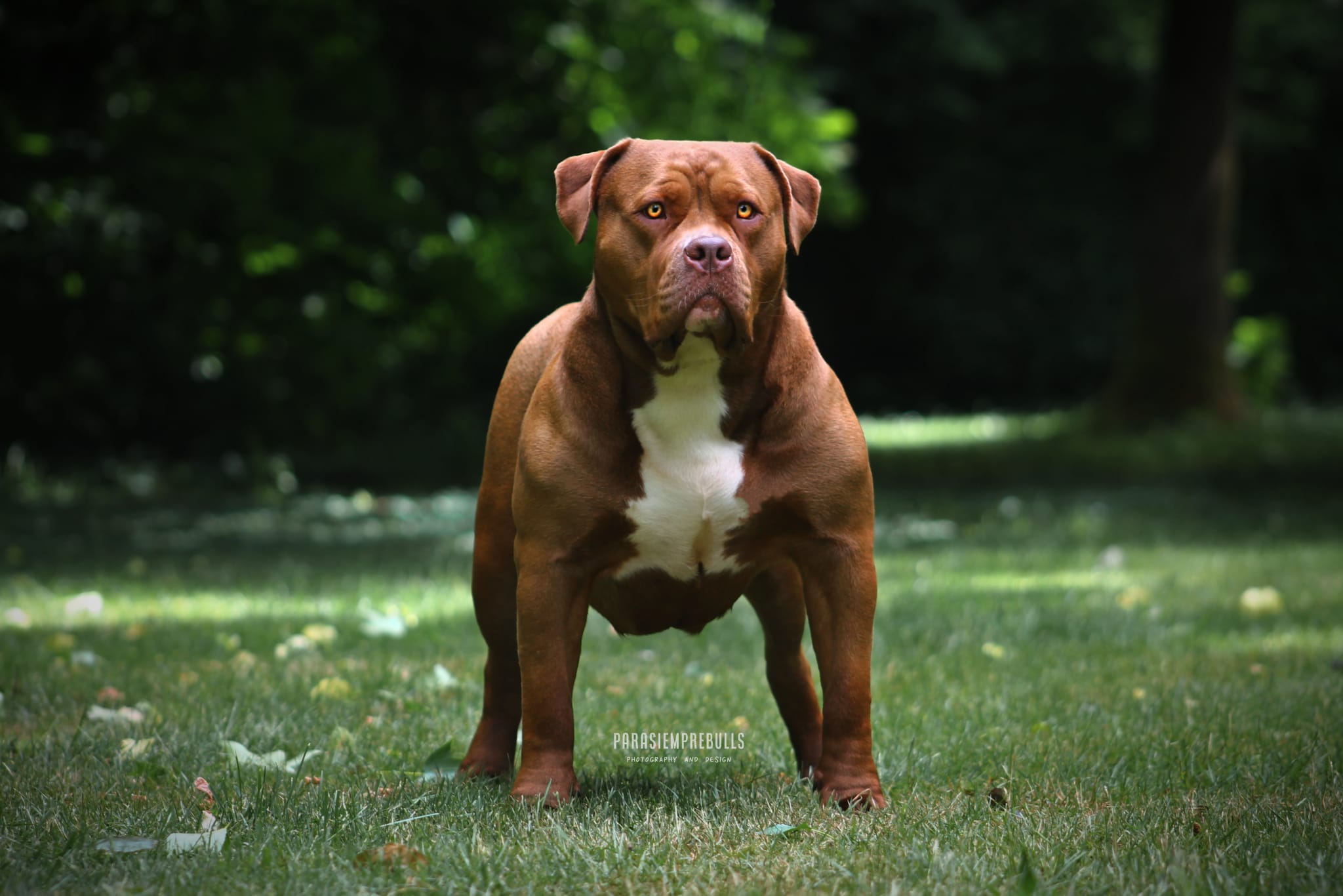Dog Featured Image