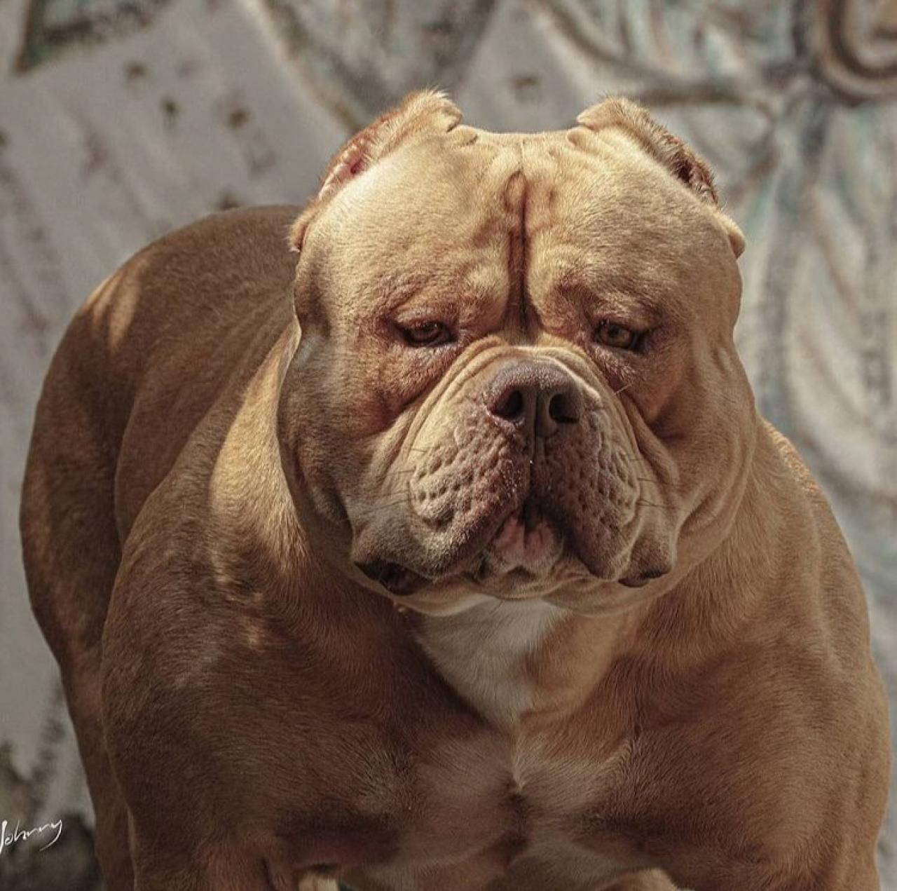 Dog Featured Image