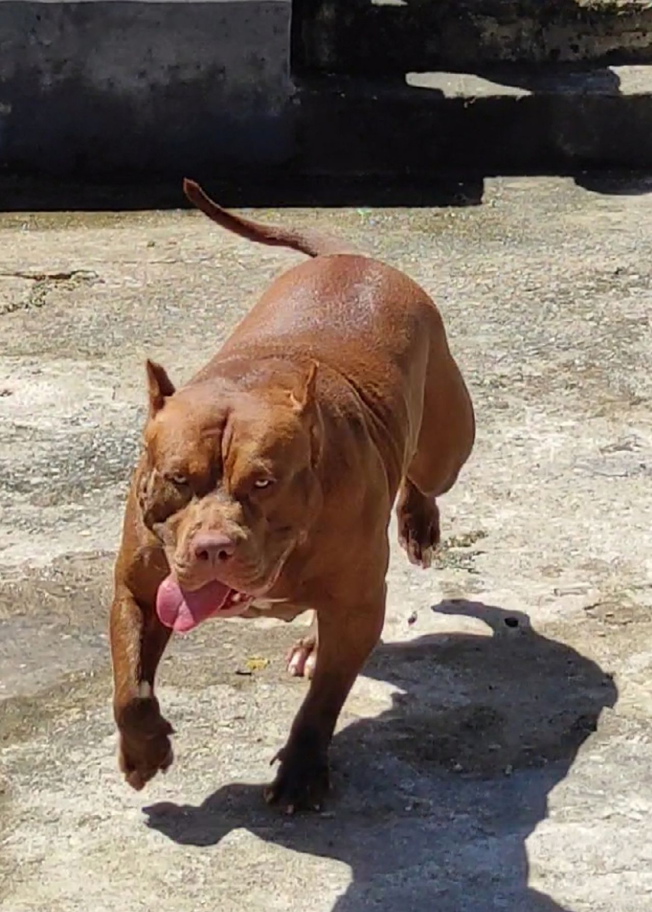 Dog Featured Image