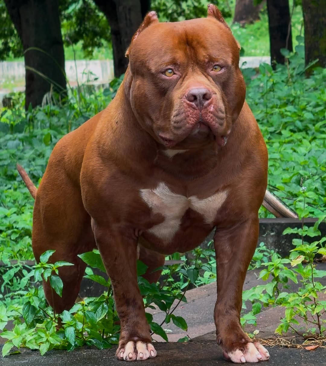 Dog Featured Image