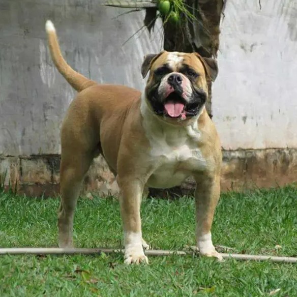 Dog Featured Image