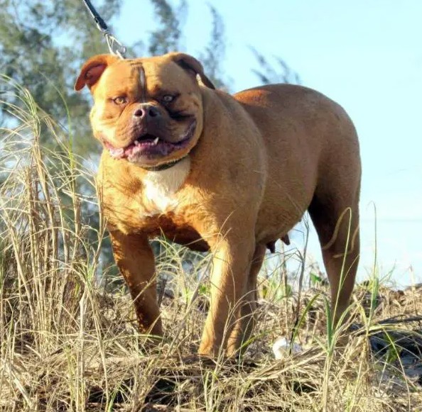 Dog Featured Image