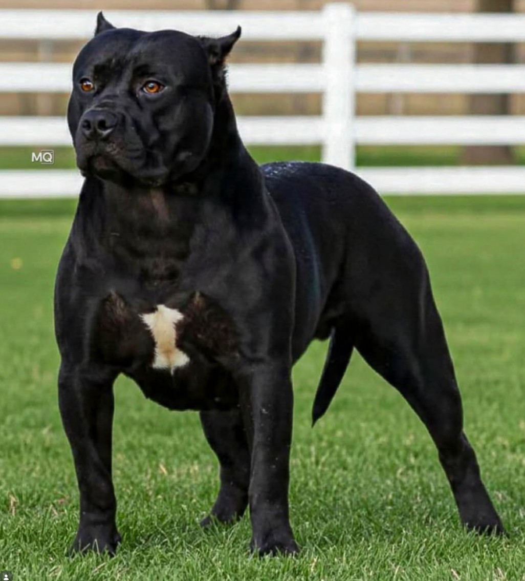 Dog Featured Image