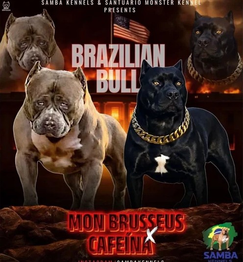 Dog Featured Image