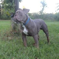 Dog Featured Image