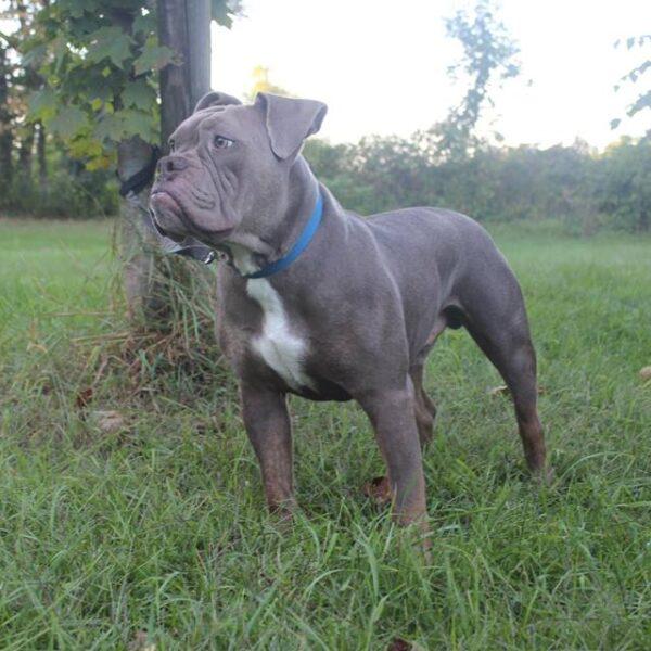 Dog Featured Image