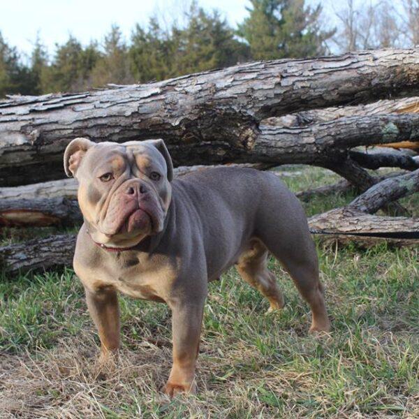 Dog Featured Image