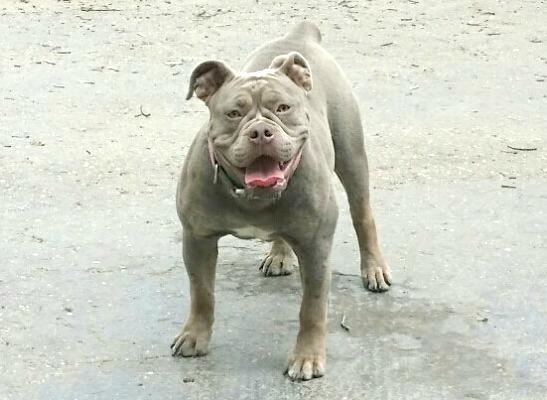 Dog Featured Image