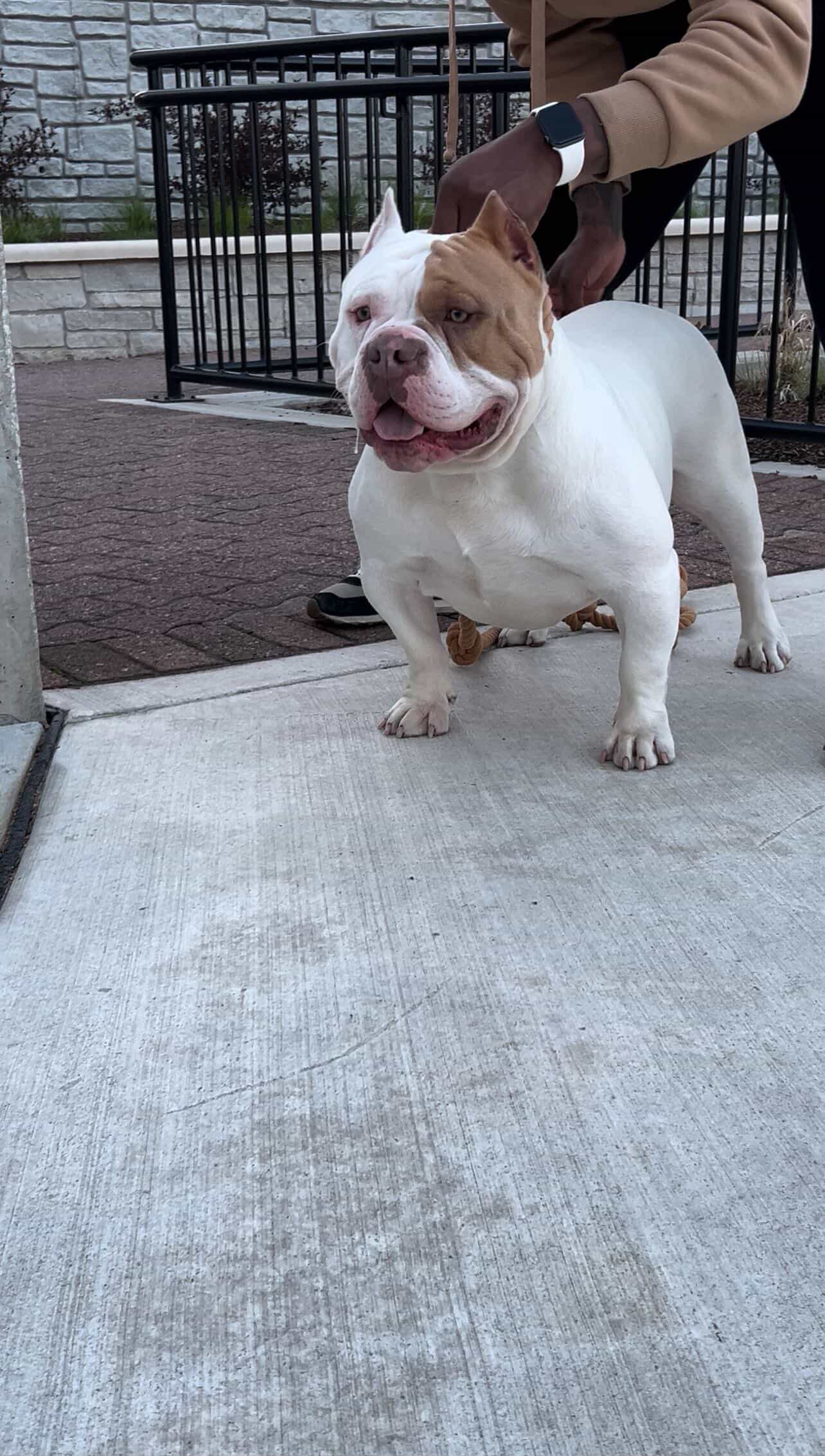 Dog Featured Image