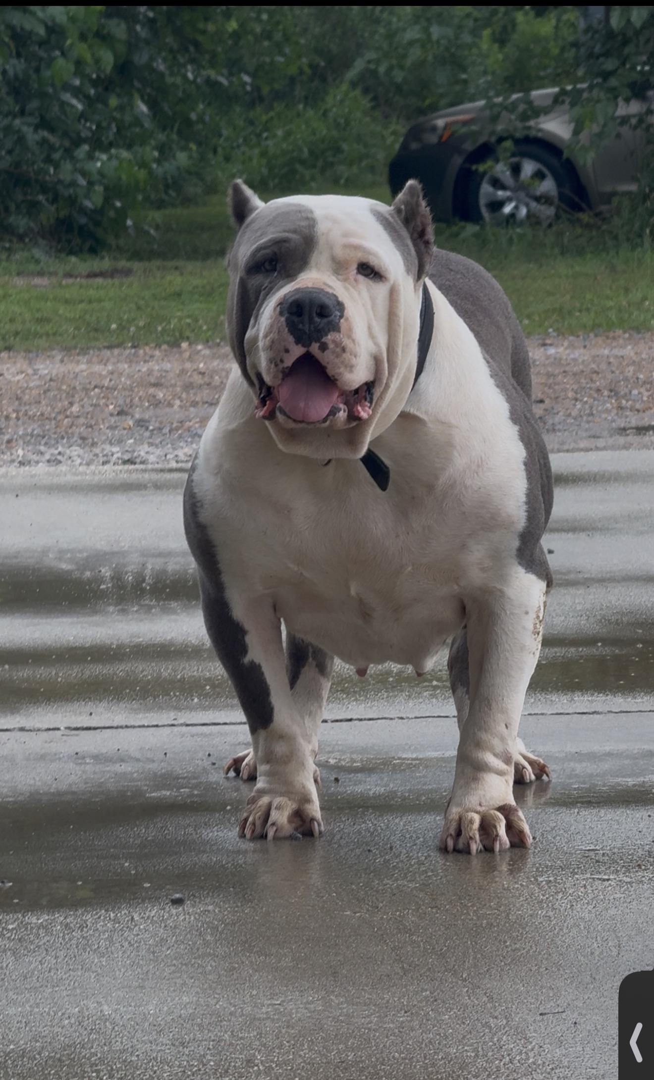 Dog Featured Image
