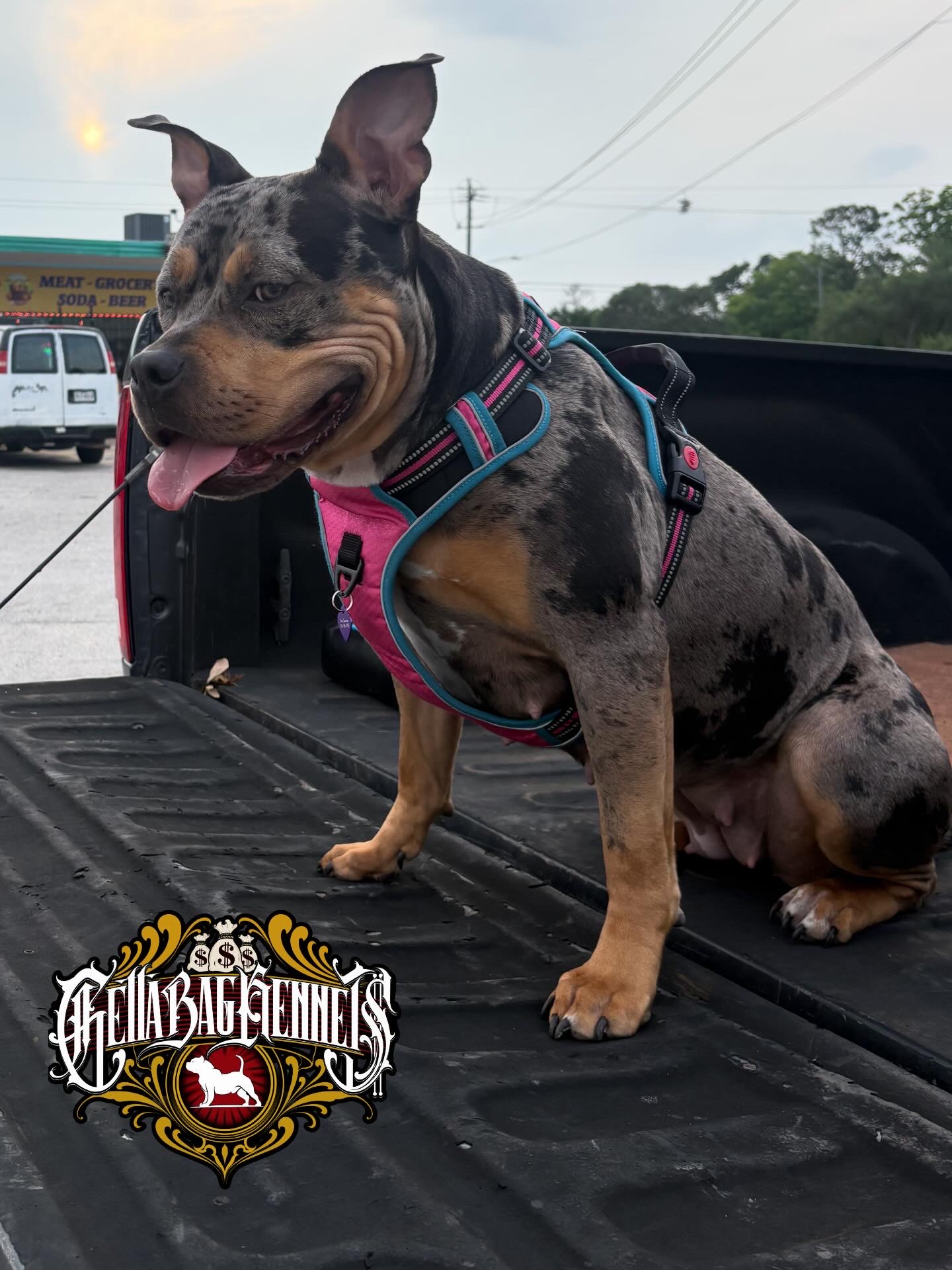 Dog Featured Image