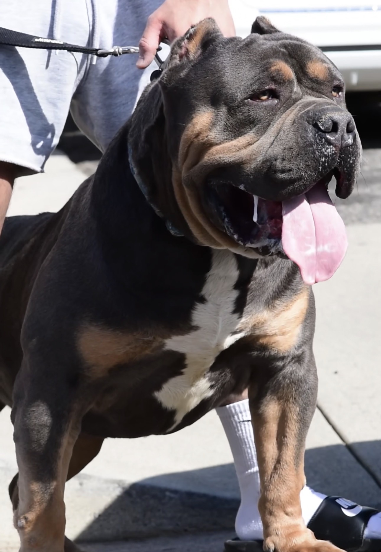 Dog Featured Image