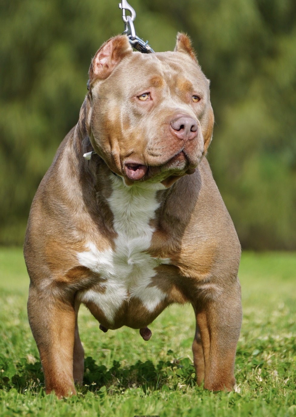 Dog Featured Image