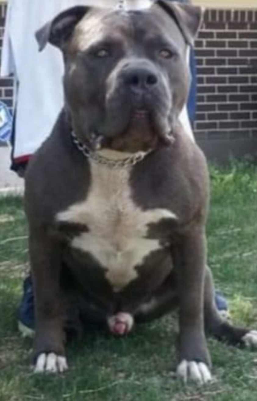 Dog Featured Image