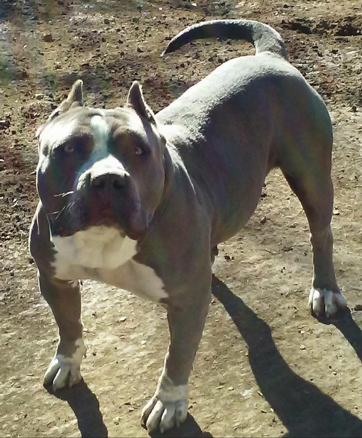 Dog Featured Image