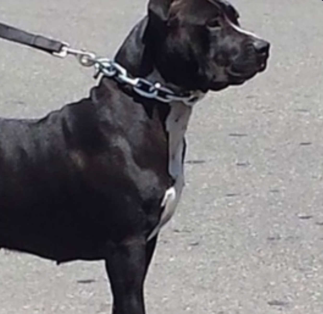 Dog Featured Image