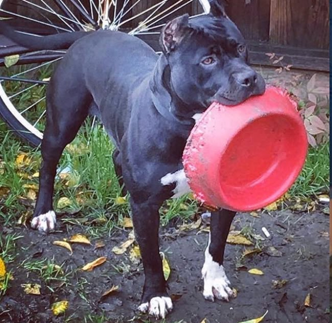 Dog Featured Image