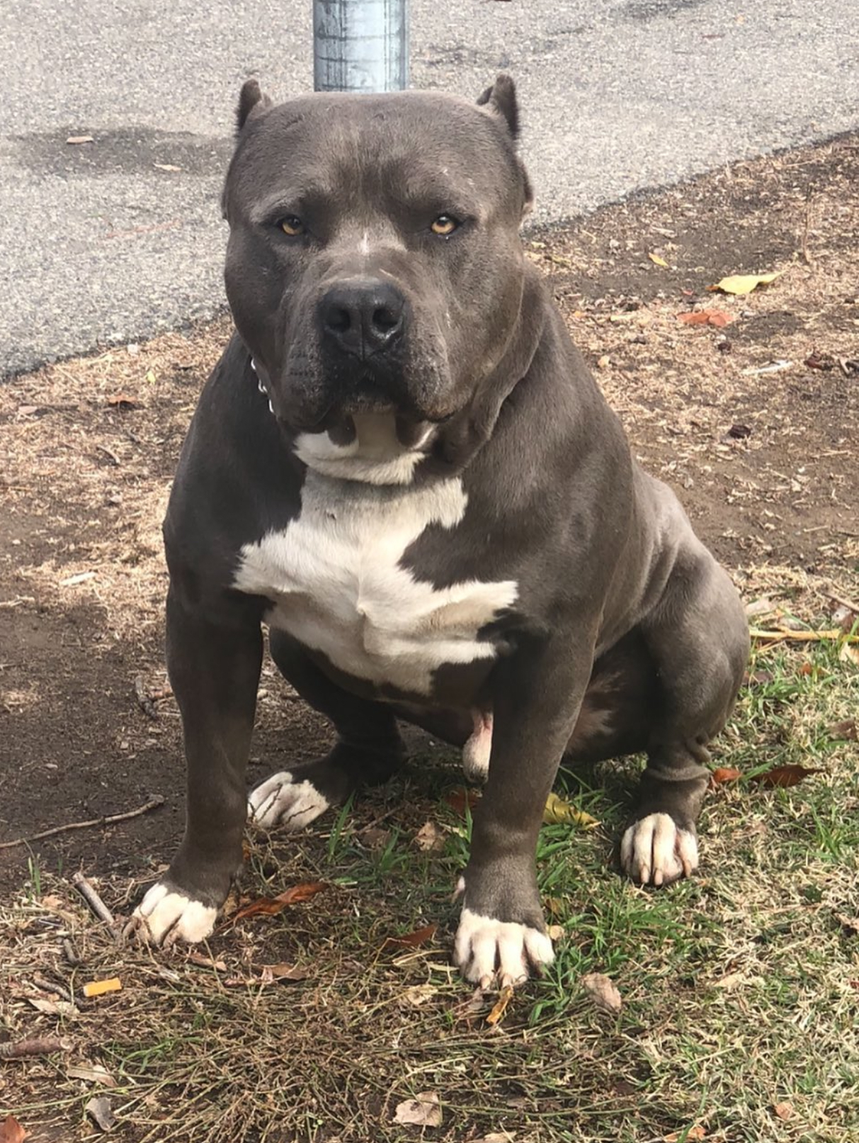 Dog Featured Image