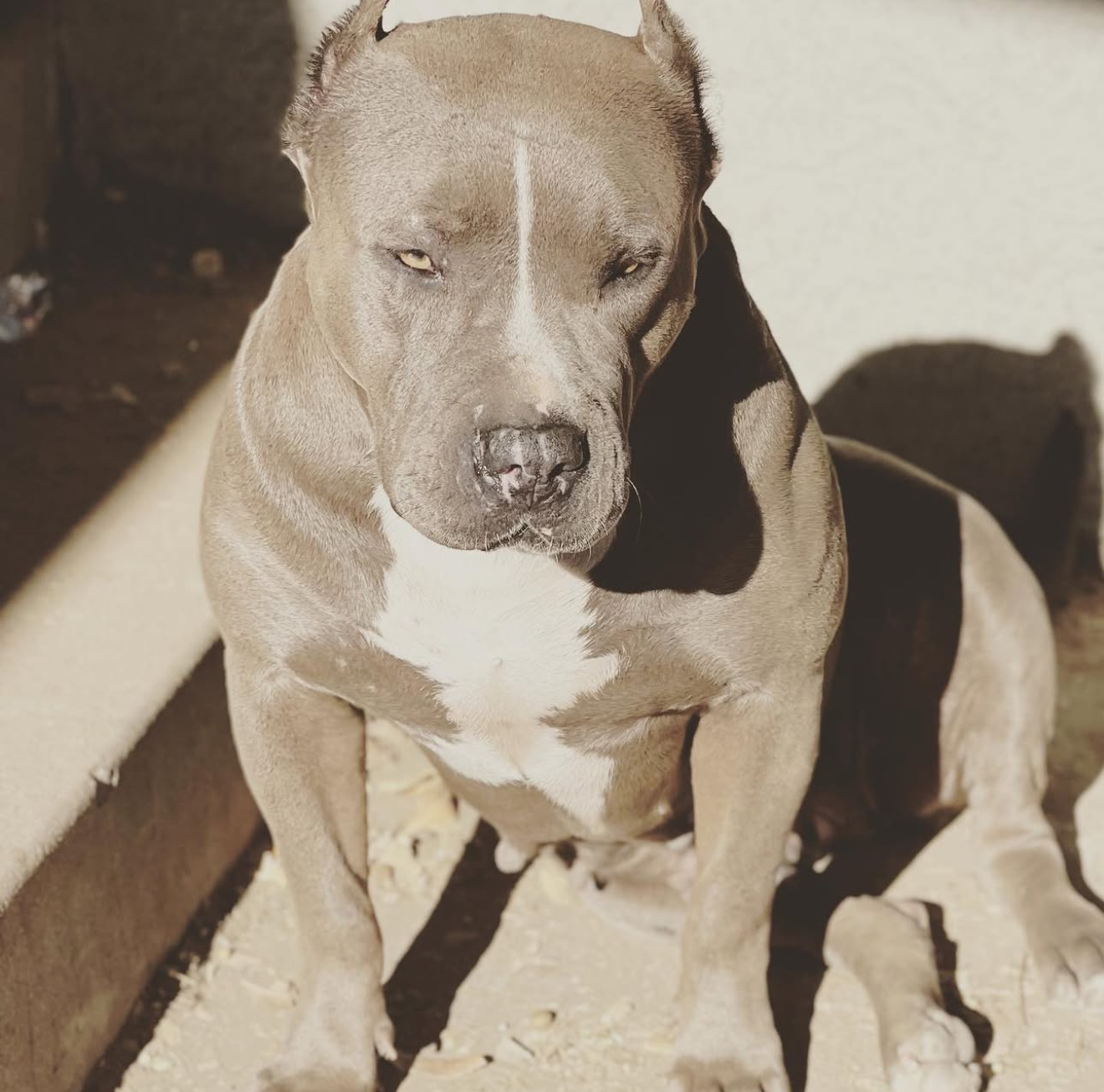 Dog Featured Image