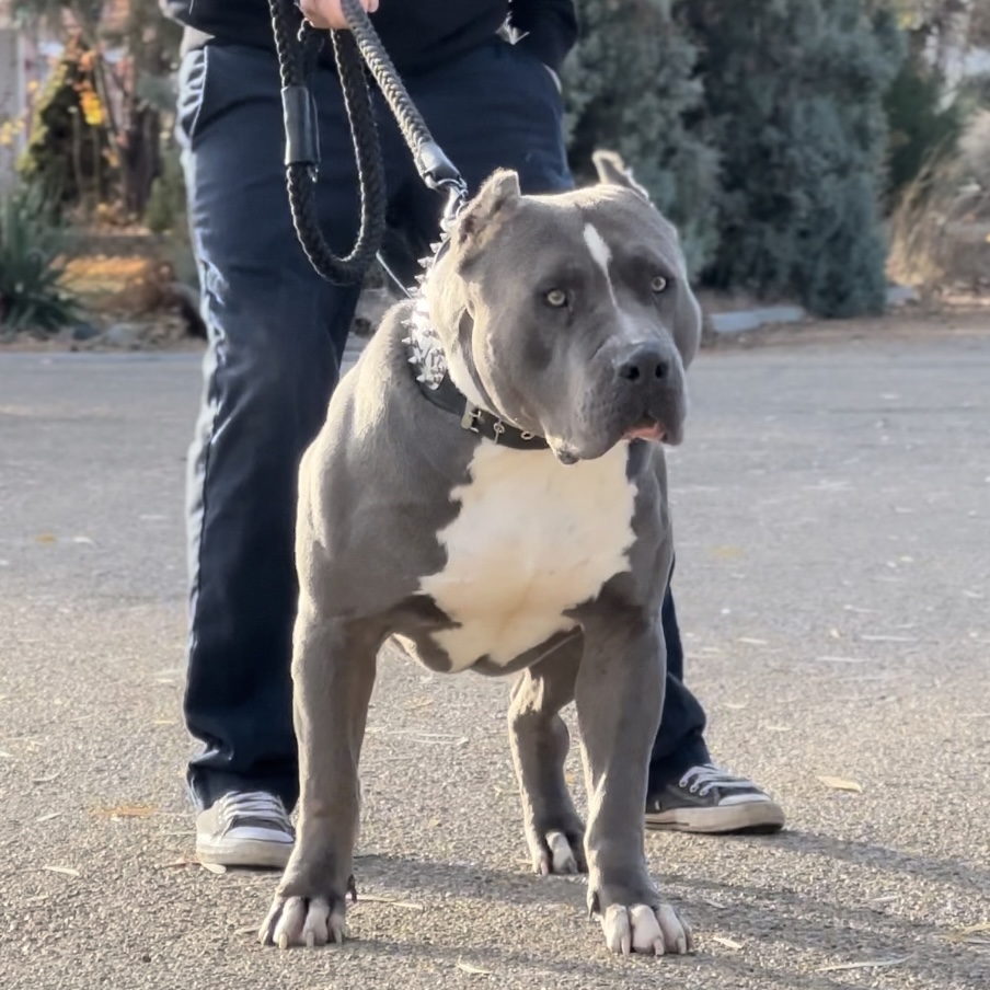Dog Featured Image