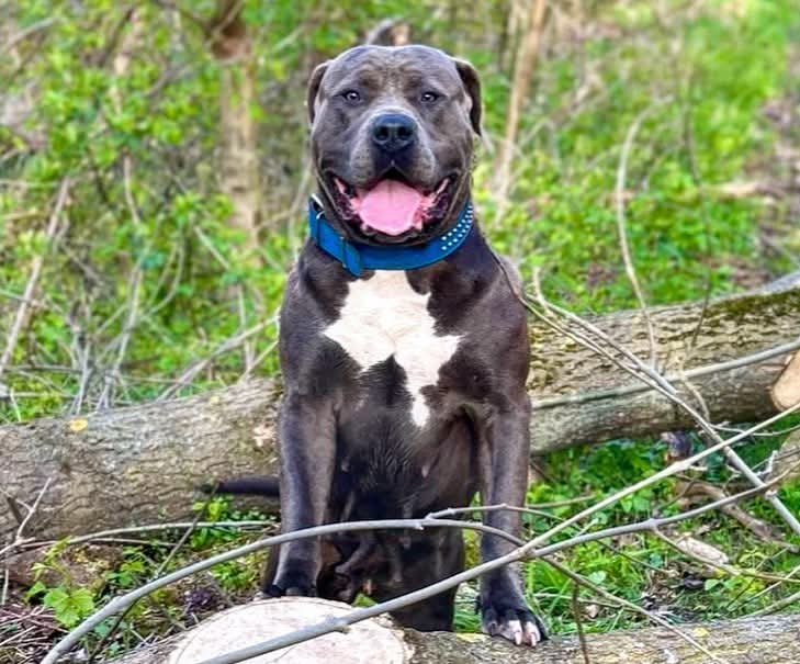 Dog Featured Image