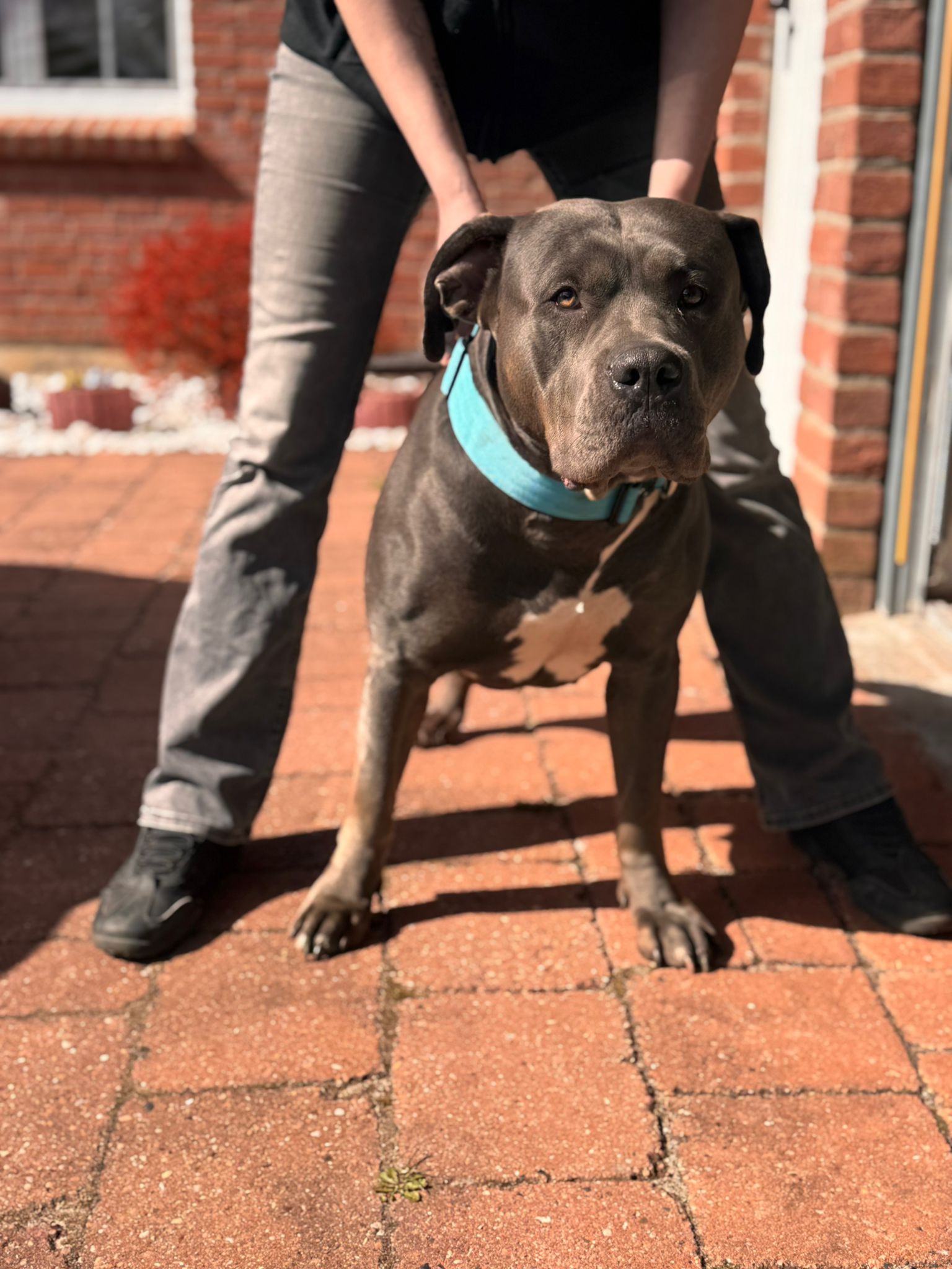 Dog Featured Image
