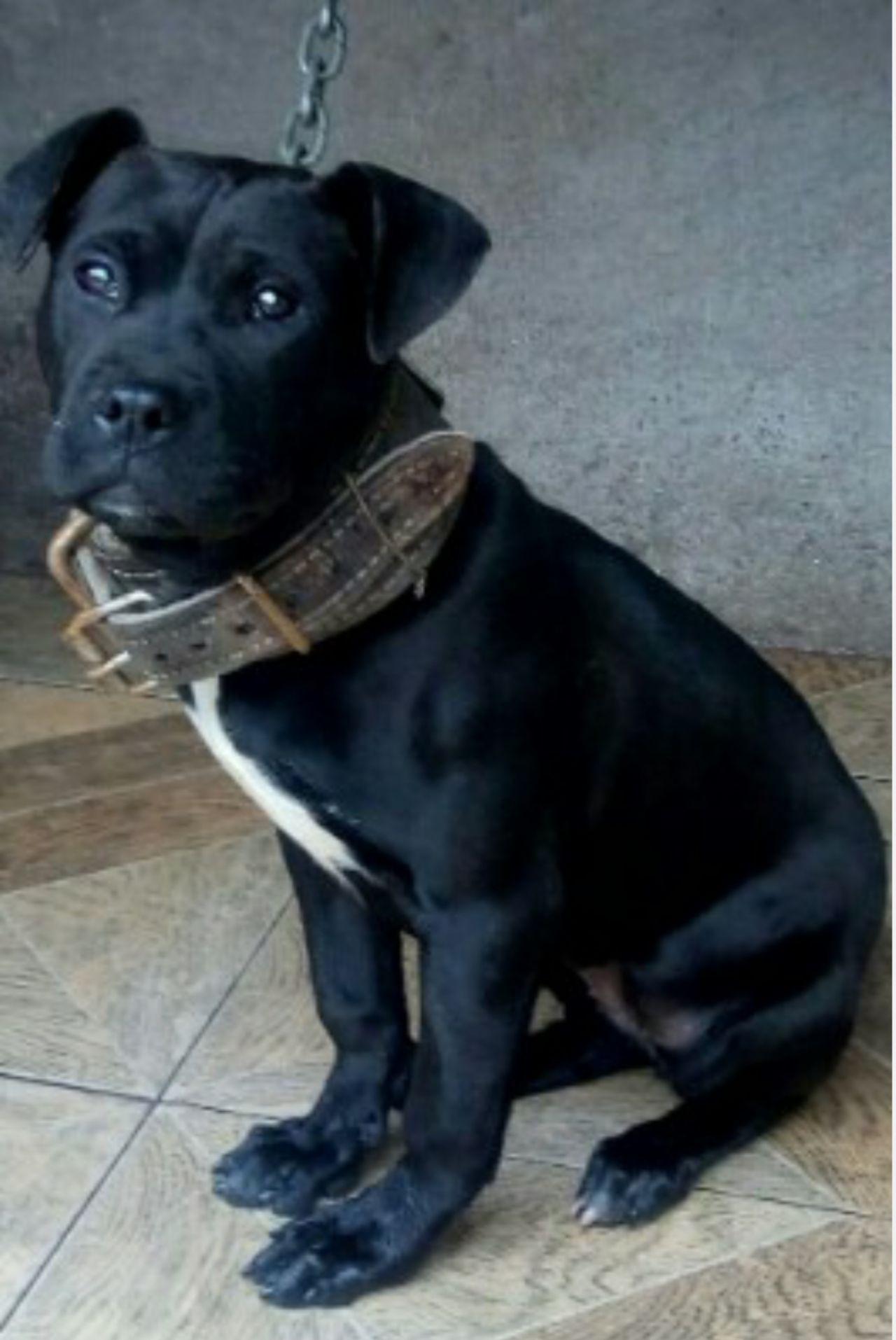 Dog Featured Image