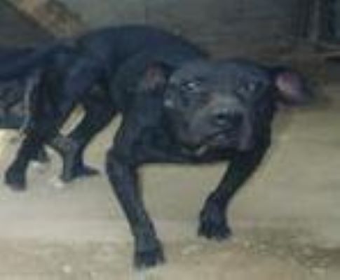 Dog Featured Image