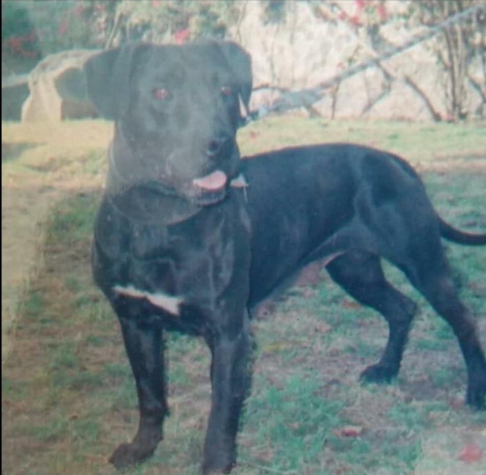 Dog Featured Image