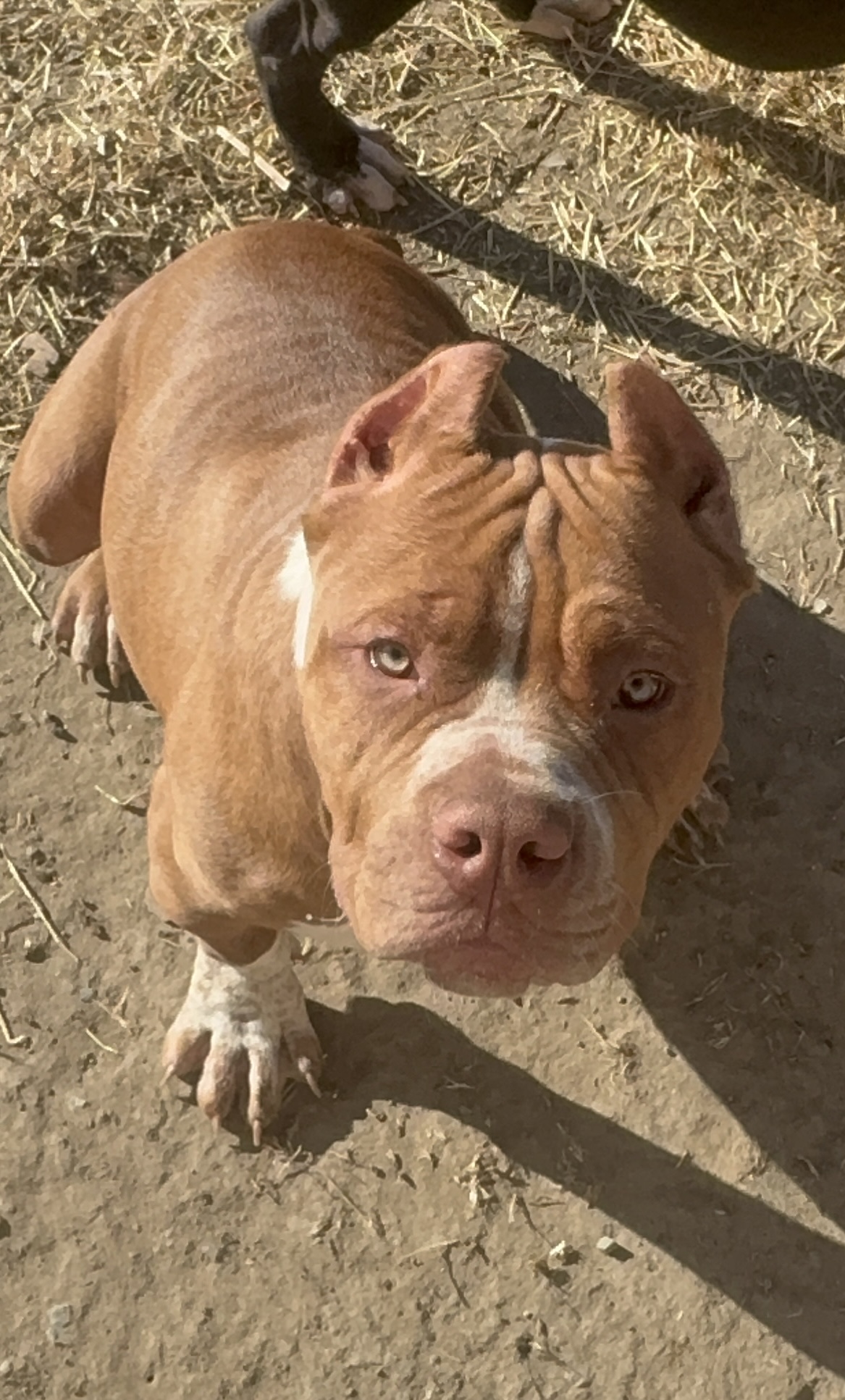 Dog Featured Image