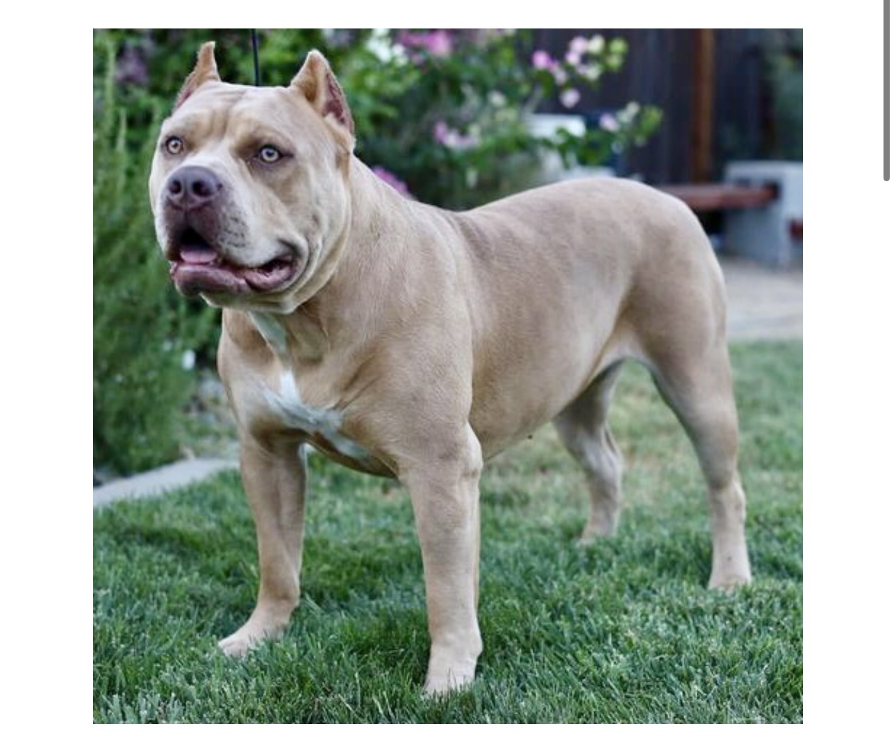 Dog Featured Image