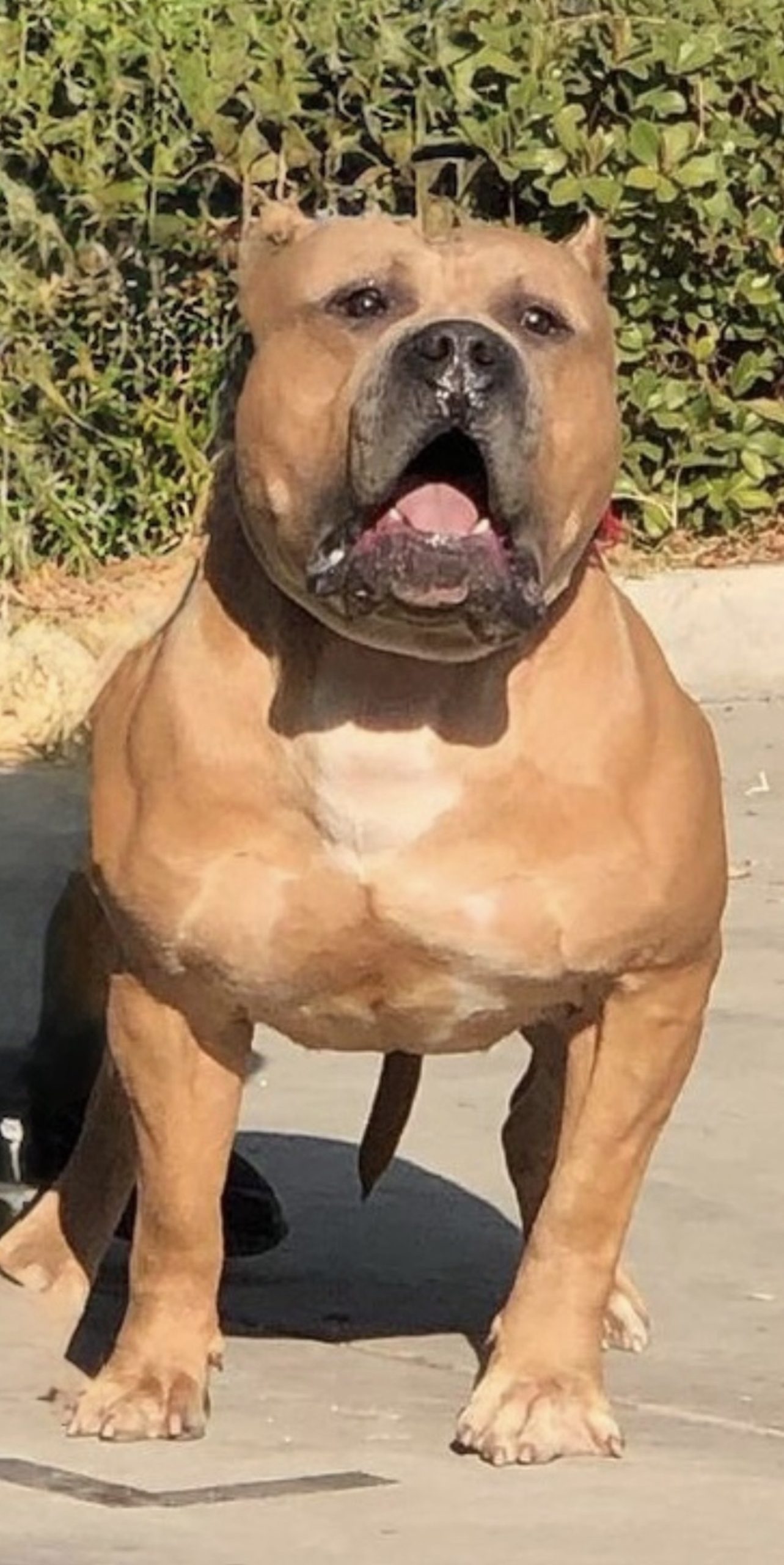 Dog Featured Image