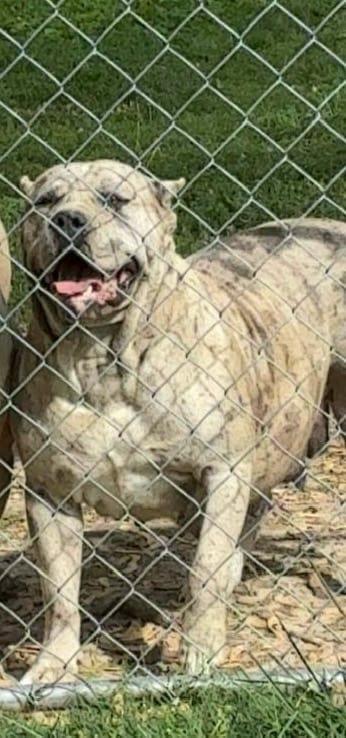 Dog Featured Image