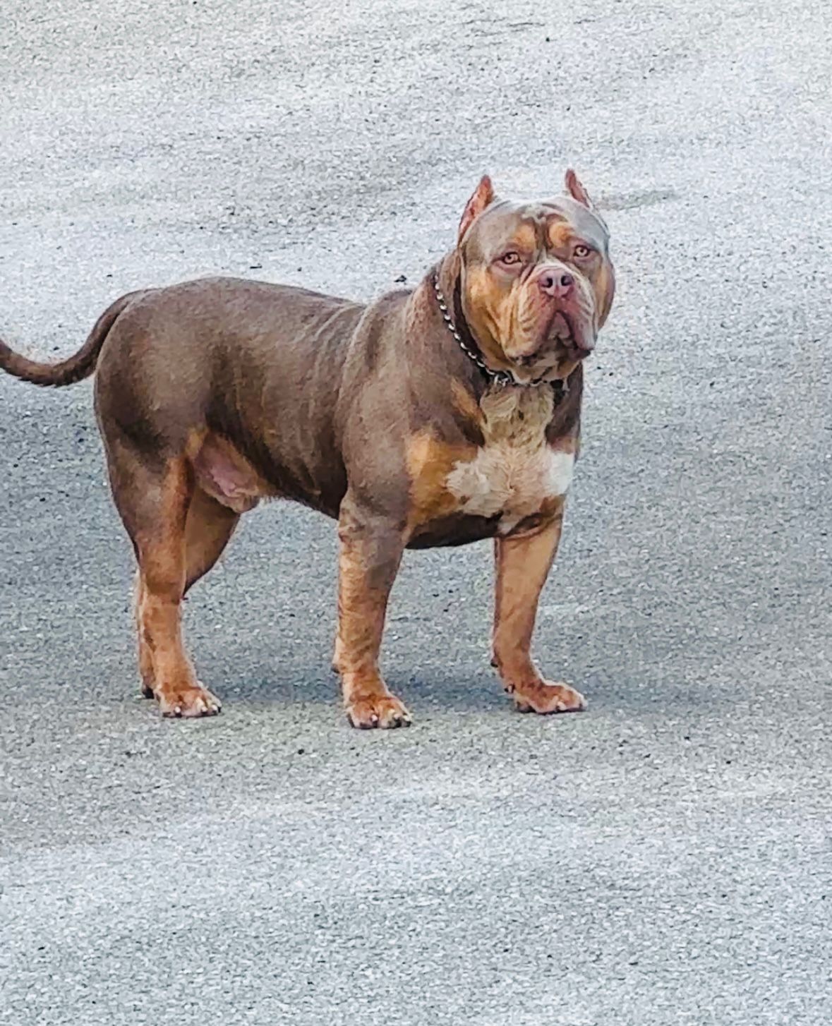 Dog Featured Image