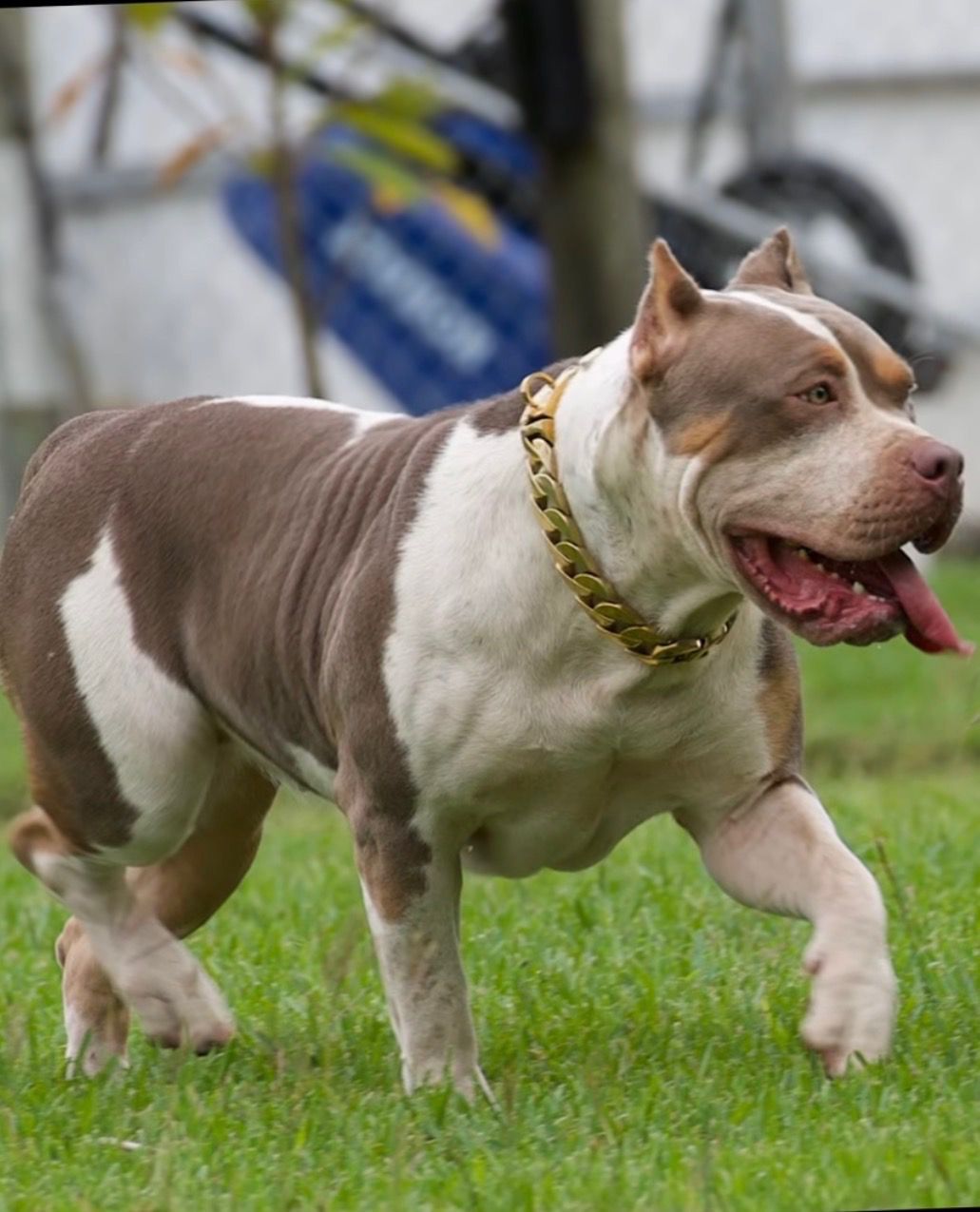 Dog Featured Image