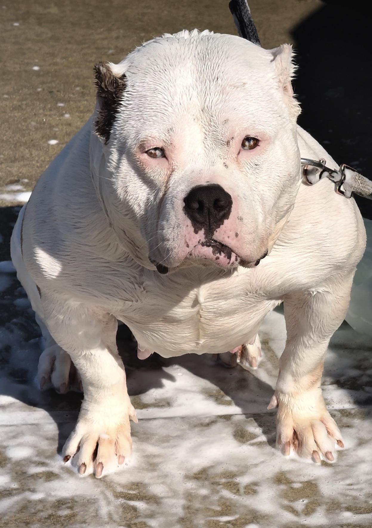 Dog Featured Image