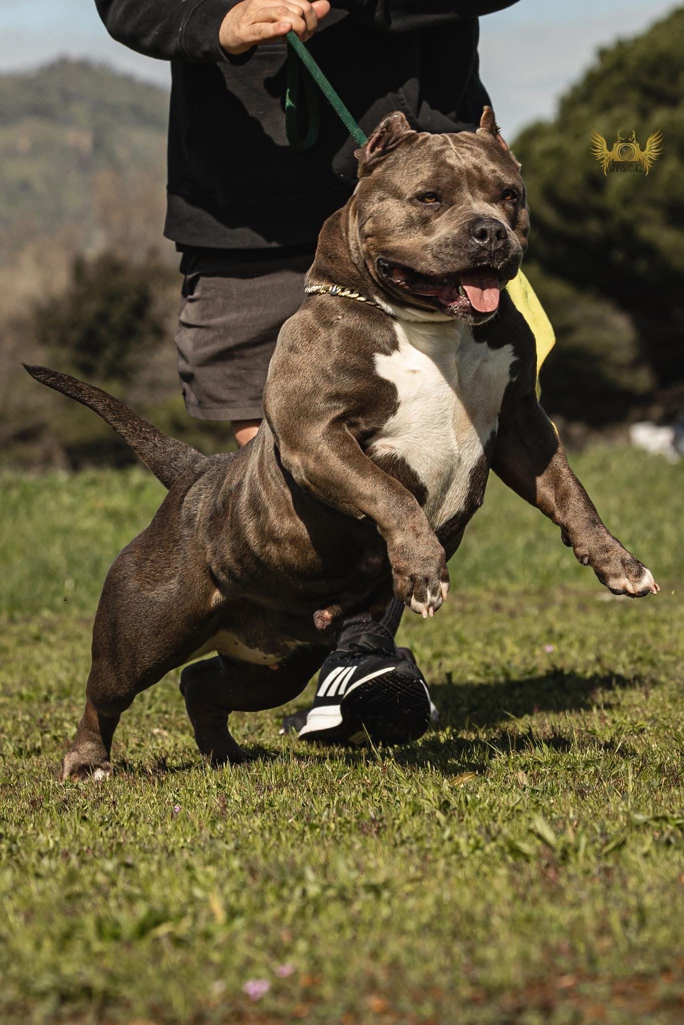 Dog Featured Image