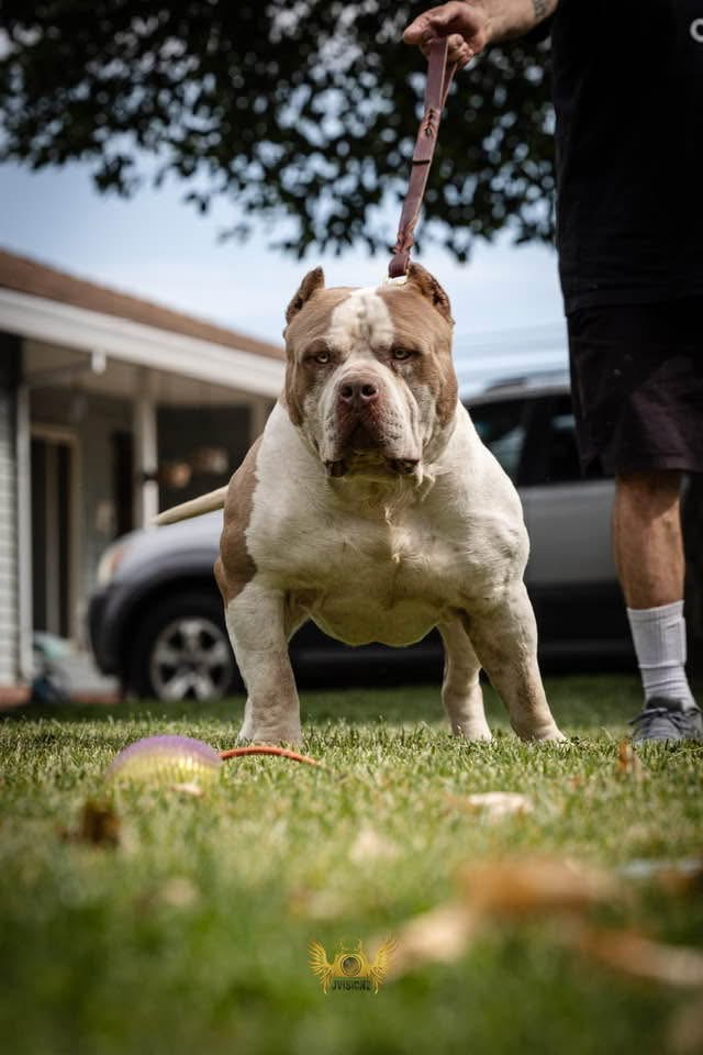 Dog Featured Image